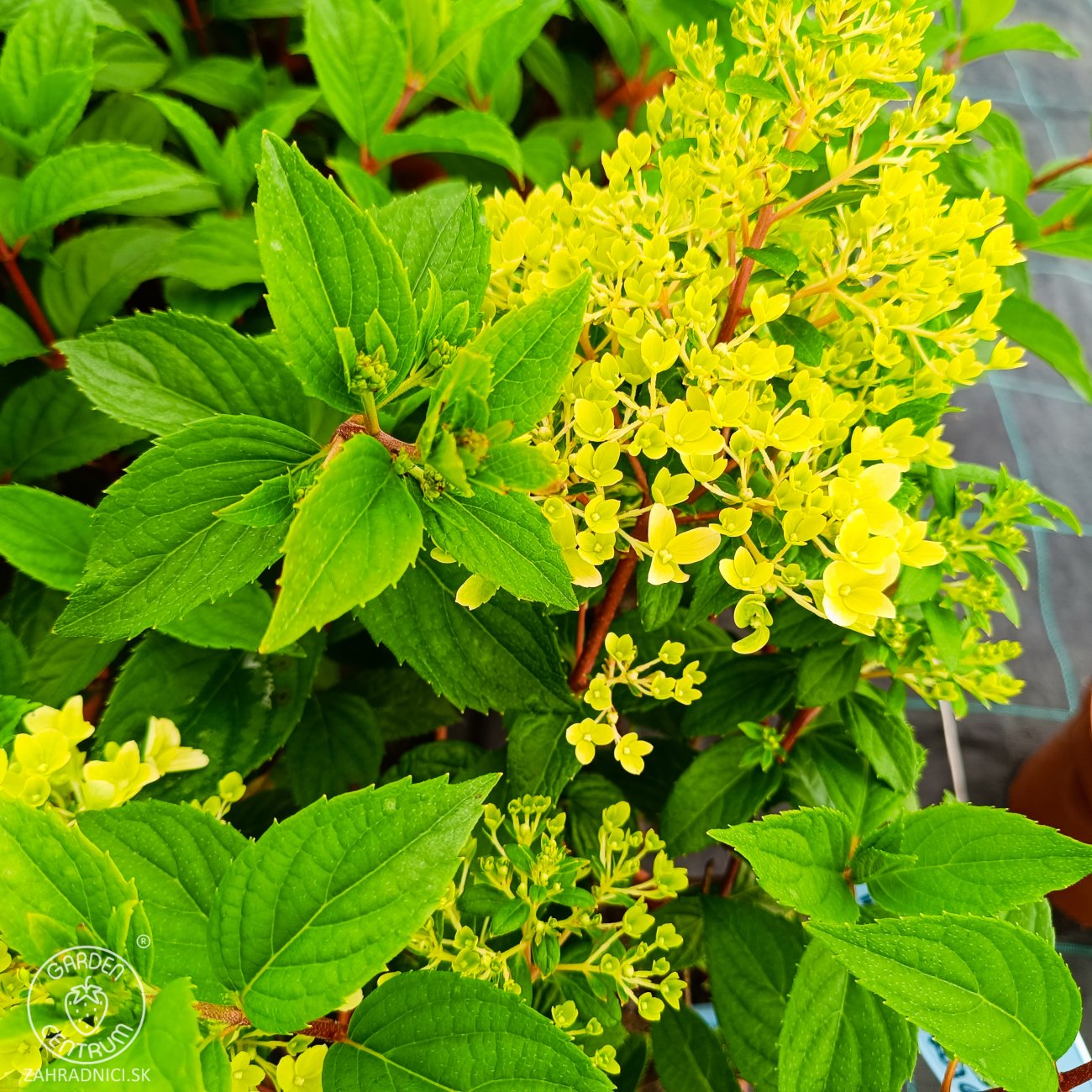 Obrázok Hortenzia metlinatá (Hydrangea paniculata) ´VANILLE FRAISE´® - výška 20-30 cm, kont. C2L